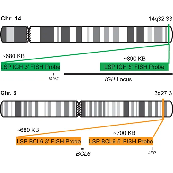 BCL6 (3q27.3) Gene Rearrangement